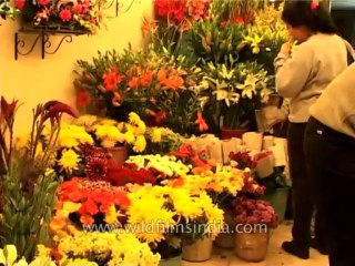 Festivals-christmas-dvd-169-1