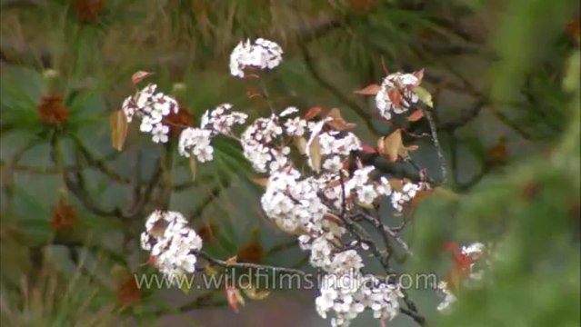 Landour-flowers-hdc-no name-11