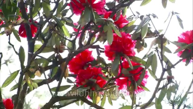 Landour-flowers-hdc-no name-8