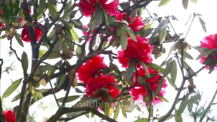 Landour-flowers-hdc-no name-8