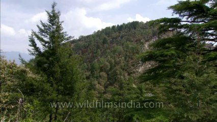 Landour-flowers-hdc-no name-9