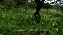 Mahabaleshwar-Flowers-HDC-180-2