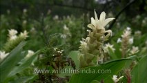 Mahabaleshwar-Flowers-HDC-180-3
