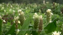 Mahabaleshwar-Flowers-HDC-180-4