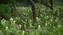 Mahabaleshwar-Flowers-HDC-180-5