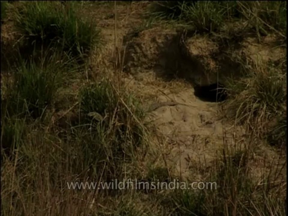 Reptiles-monitorlizard-dvd-209-2