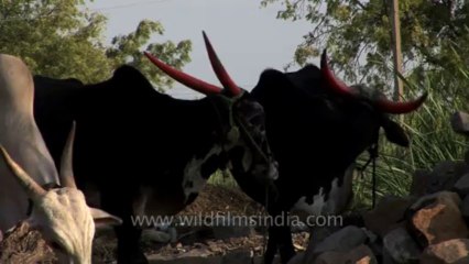 Tape 1-Solapur-Z1-hdv-cows