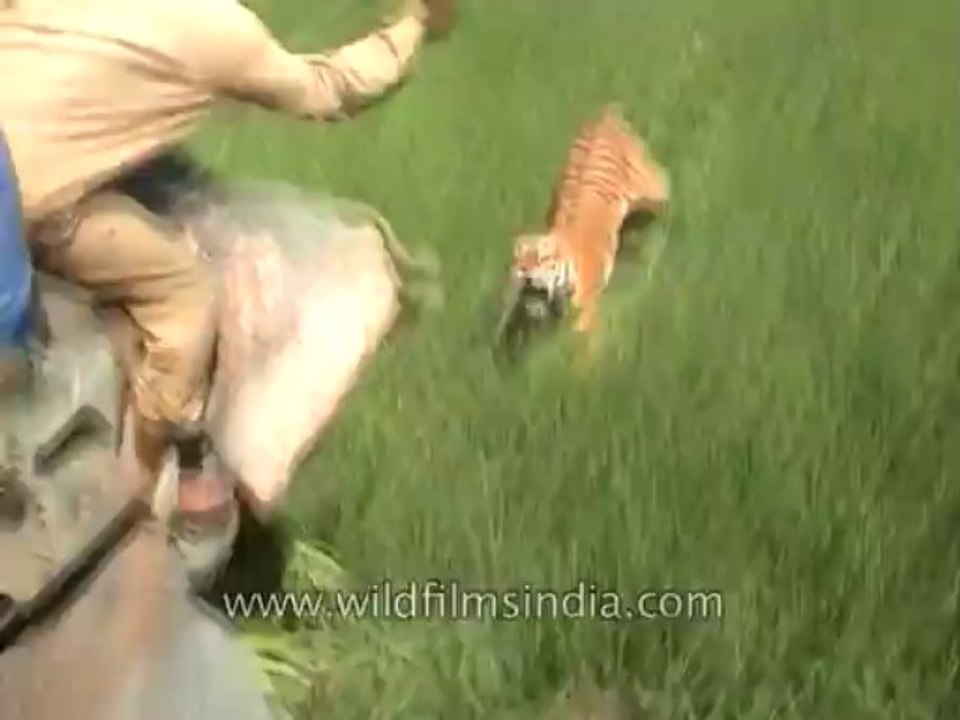 Tiger attacking-23