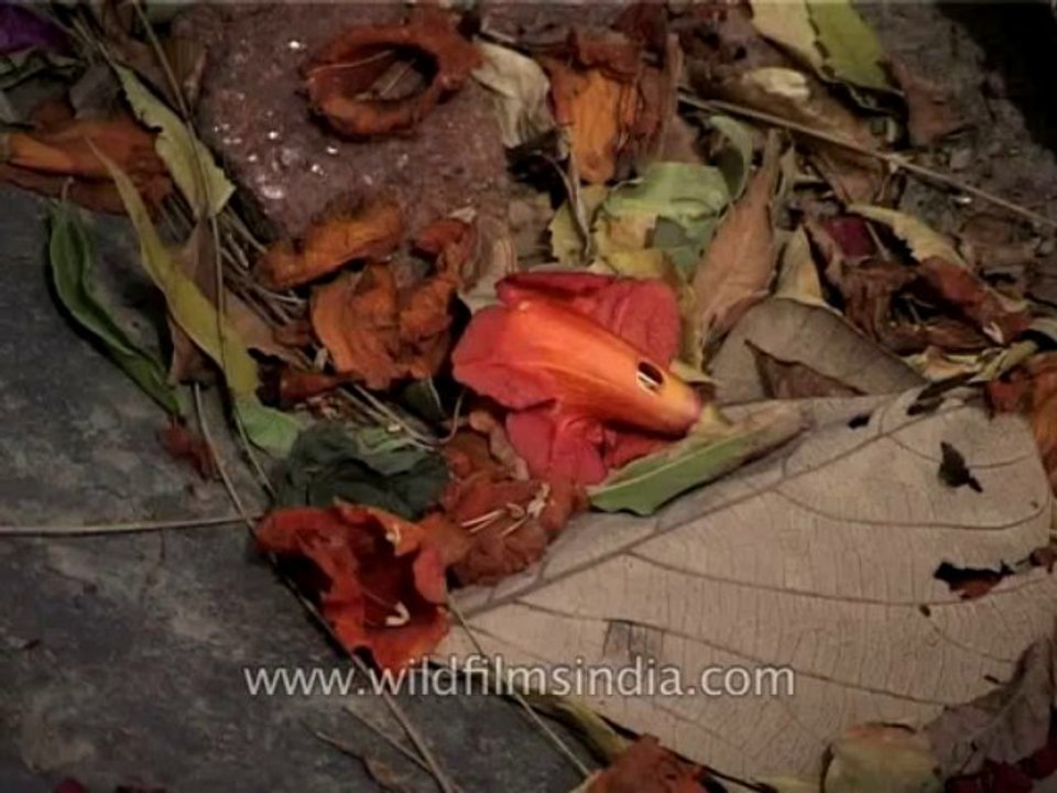 Trees-kusum-dvd-169-11