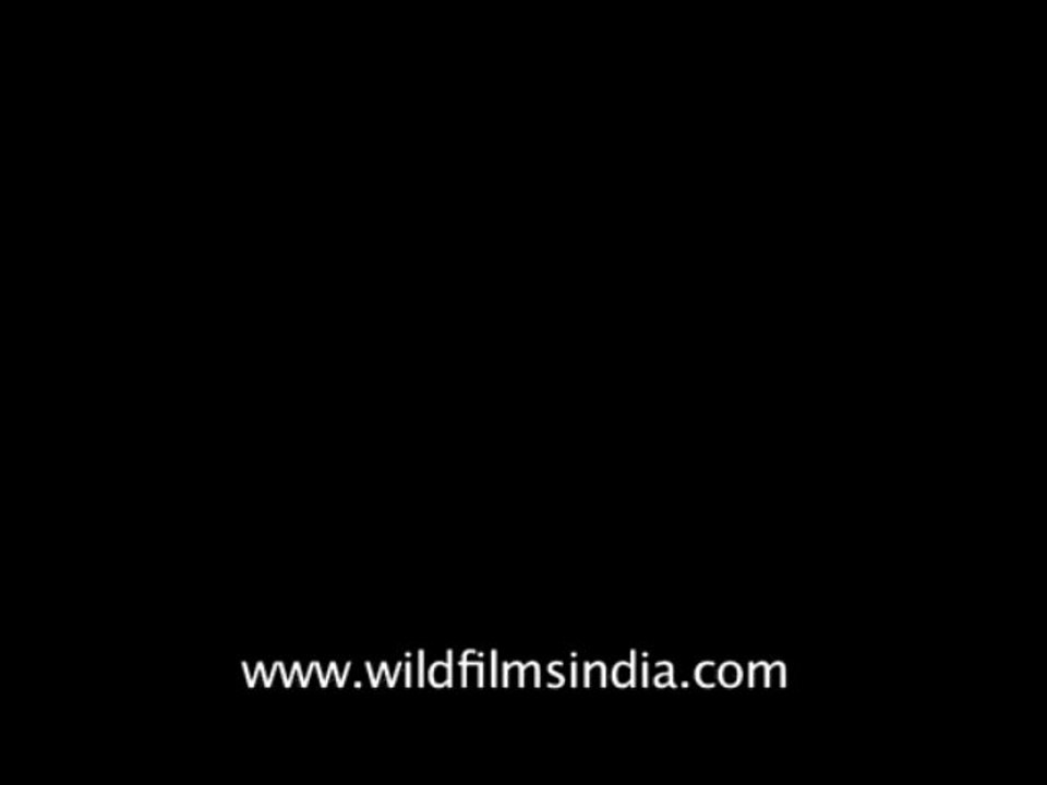 Trees-kusum-dvd-169-13