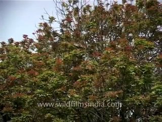 Trees-kusum-dvd-169-6