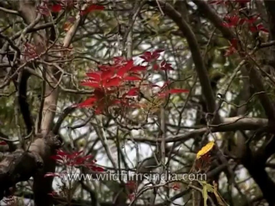 Trees-kusum-dvd-169-7