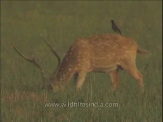 Wildlife-Cheetal-Birds-DVD-211-1