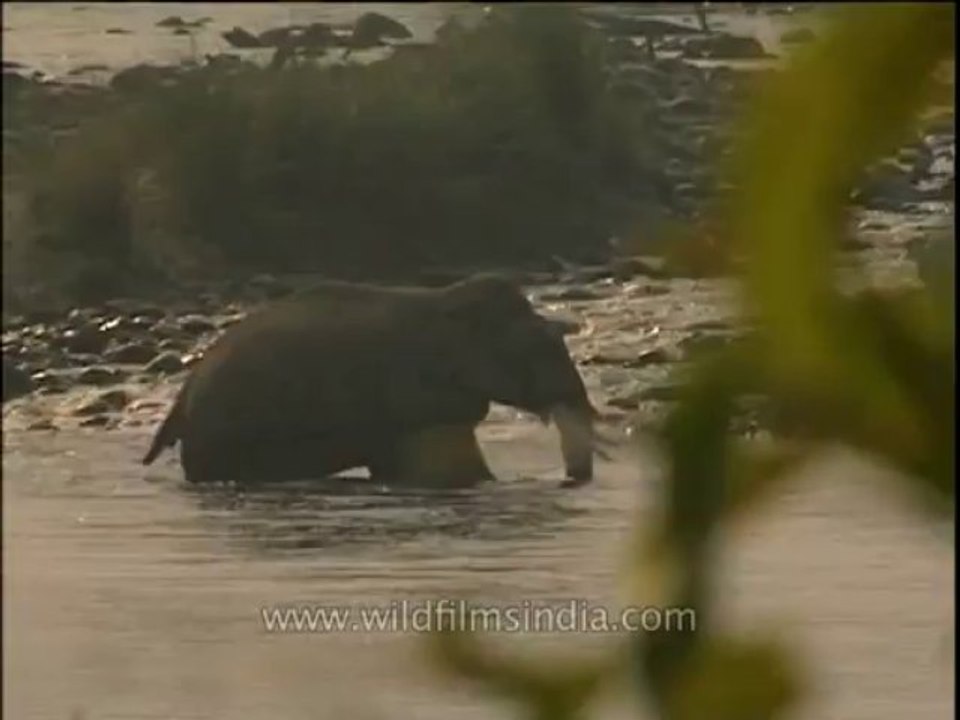 Wildlife-Elephant crossing river-DVD-211-1