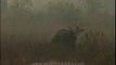 Wildlife-Elephant-Corbett-DVD-211-1