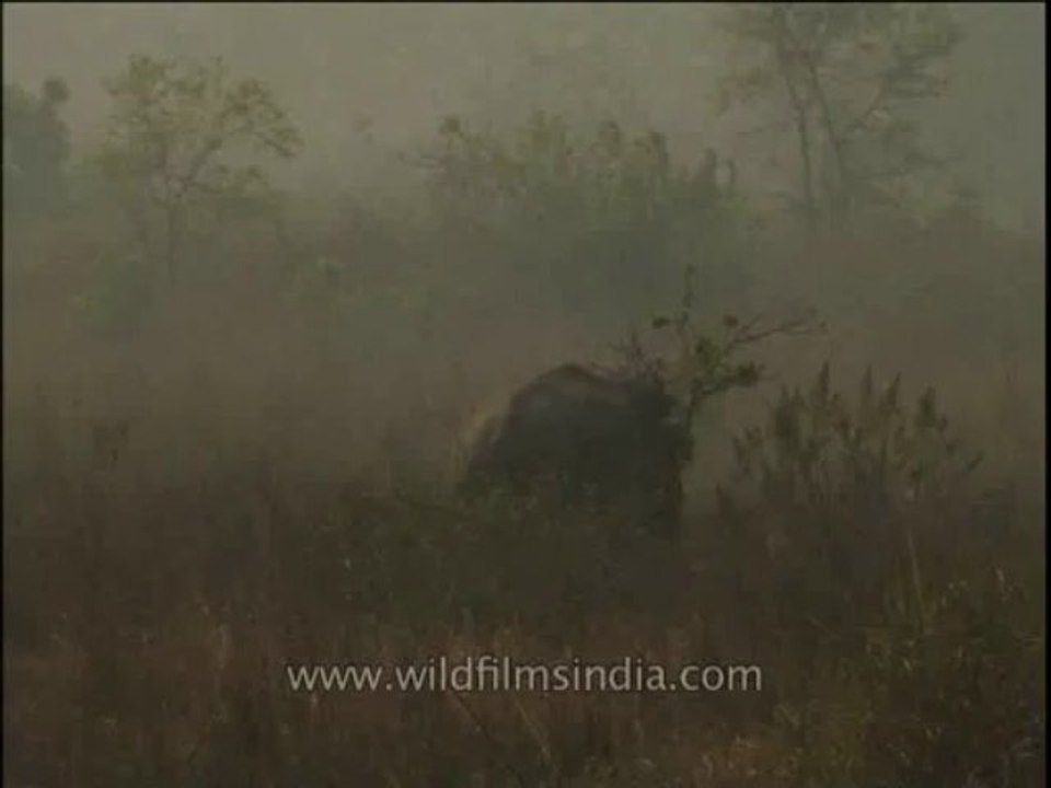 Wildlife-Elephant-Corbett-DVD-211-1