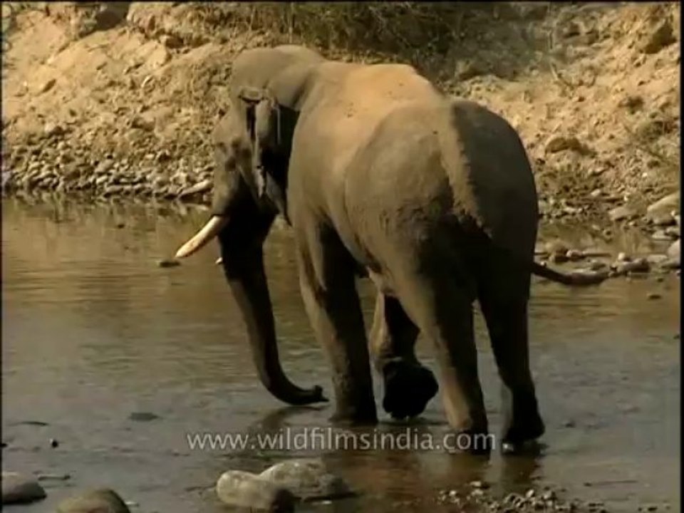 Wildlife-Elephant-Corbett-DVD-211-2