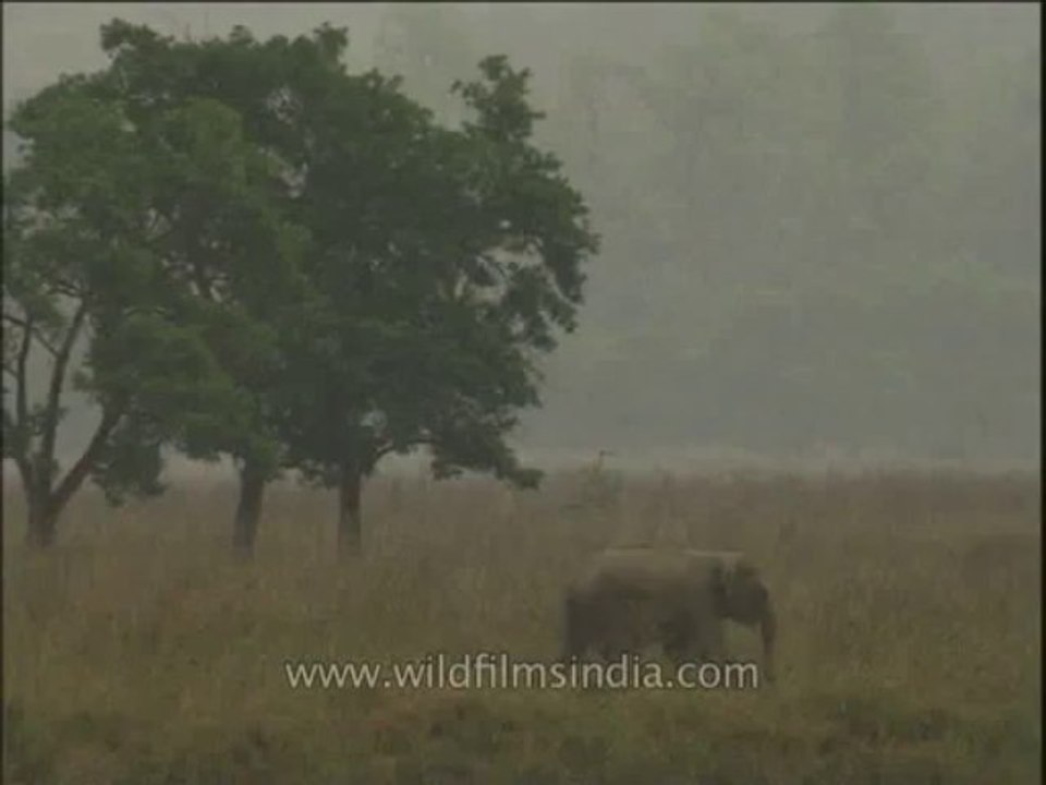 Wildlife-Elephants-DVD-211-1