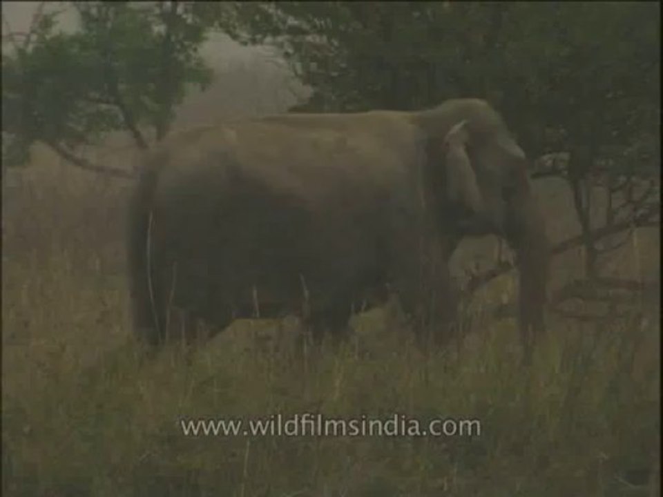 Wildlife-Elephants-DVD-211-2
