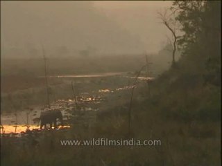 Wildlife-Elephants-DVD-211-5