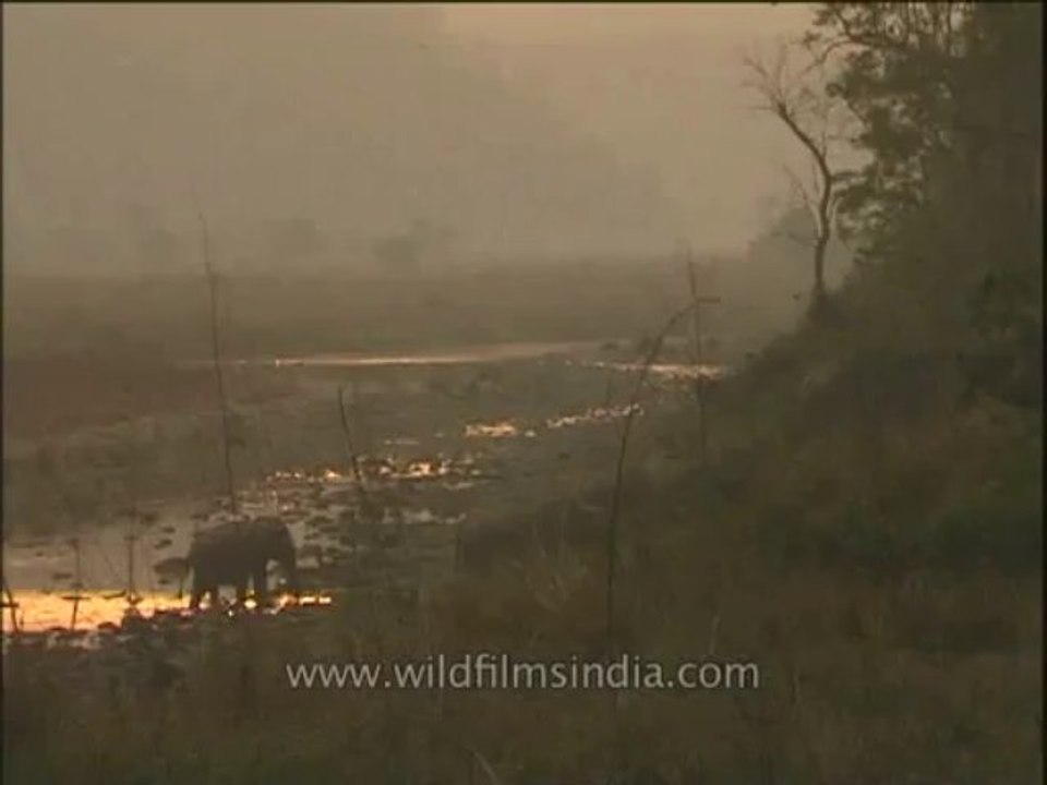 Wildlife-Elephants-DVD-211-5