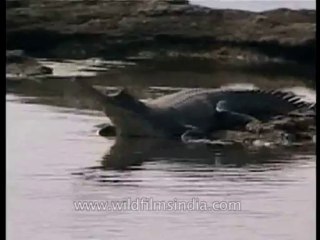 Wildlife-gharial-dvd-148-2
