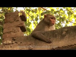 Wildlife-Macaques-DVD-225-2