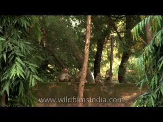 Wildlife-Macaques-DVD-225-6