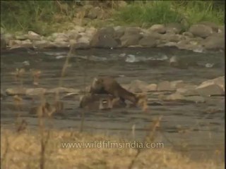 Wildlife-Otters-DVD-211-1