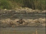 Wildlife-Otters-DVD-211-2