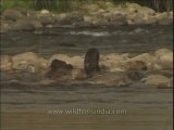 Wildlife-Otters-DVD-211-3