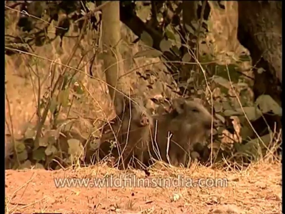 Wildlife-wild boar-DVD-162-1