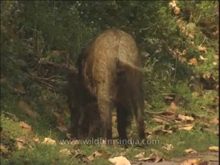 Wildlife-Wild boar-DVD-211-1