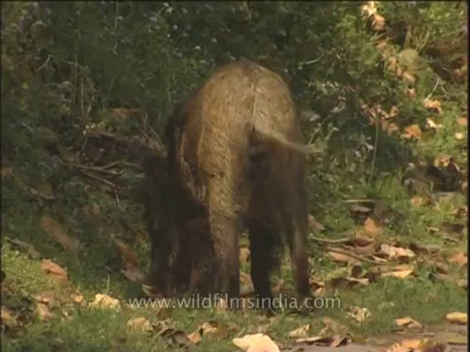 Wildlife-Wild boar-DVD-211-1