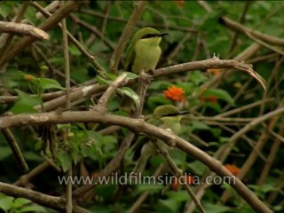 Birds-Beeeater-Dvd-210-1