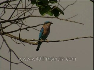 Birds-Beeeater-Dvd-210-3