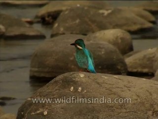 Birds-Commonkinfisher-Dvd-210-1