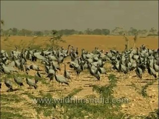 Birds-Demoisellecrane-Dvd-202-1
