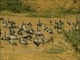 Birds-Demoisellecrane-Dvd-202-8