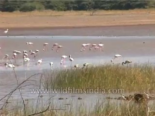 Birds-flamingo-Dvd-186-1