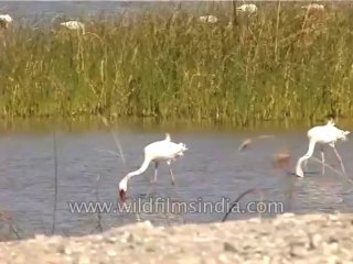 Birds-flamingo-Dvd-186-2