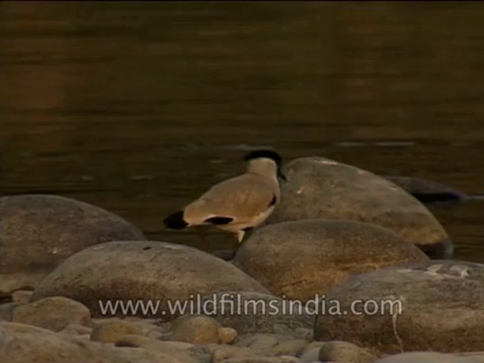 Birds-Id-Dvd-210-1
