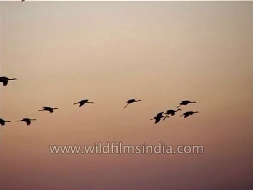 Birds-Misc-Dvd-186-2
