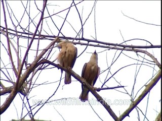 Birds-Misc-Dvd-210- 4