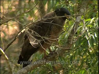 Birds-Serpenteagle-Dvd-210-13