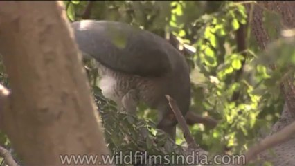 Birds-Shikra-Dvd-224-1