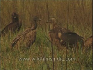 Birds-Vultures-Dvd-212-1