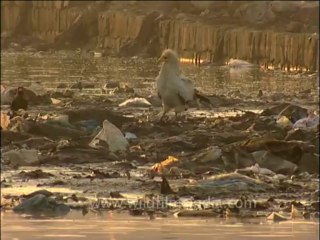 DVD-142-Birds-Egyptian Vulture-1-5