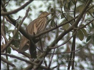 DVD-166-Bird-Pondheron-1-2