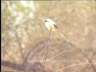 DVD-166-Birds-Baybackedshrike-1-1